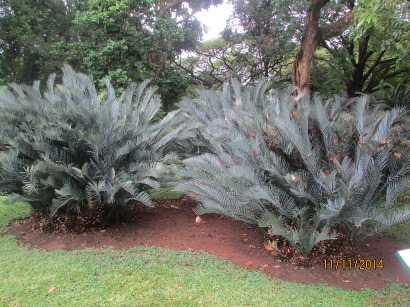 Encephalartos lehmannii